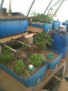 Aquaponics in Greenhouse